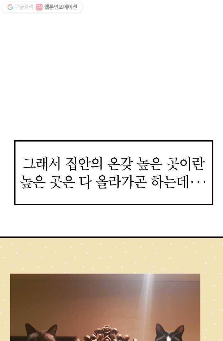 넘 많은 고양! 025화 12