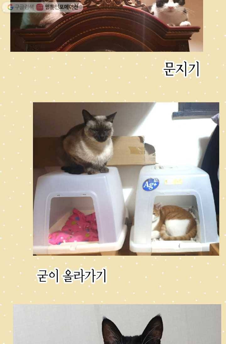 넘 많은 고양! 025화 13