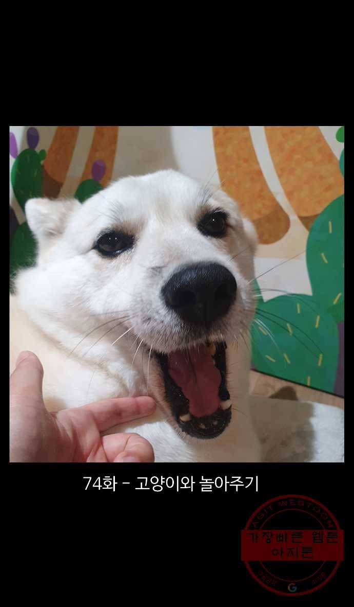 노곤하개 시즌4 74화 고양이와 놀아주기 1