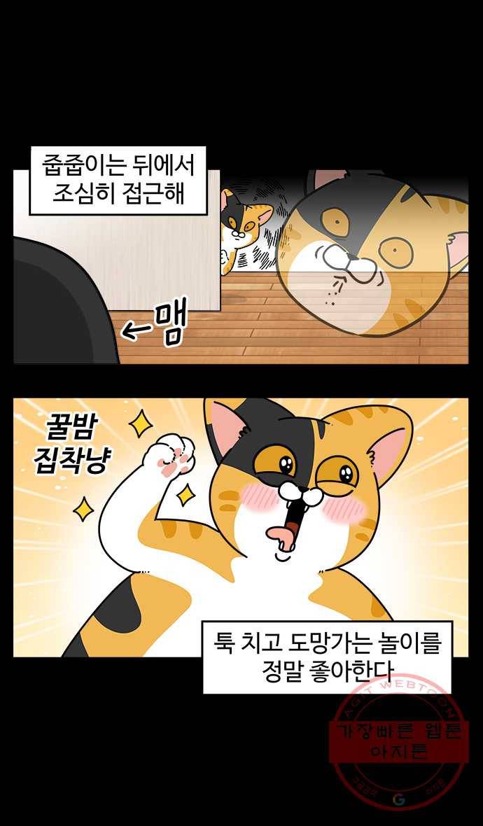 노곤하개 시즌4 74화 고양이와 놀아주기 2