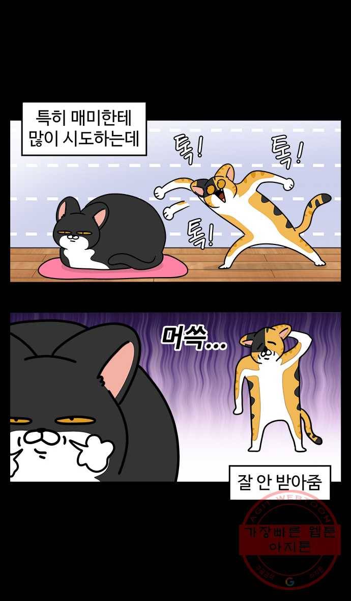 노곤하개 시즌4 74화 고양이와 놀아주기 3
