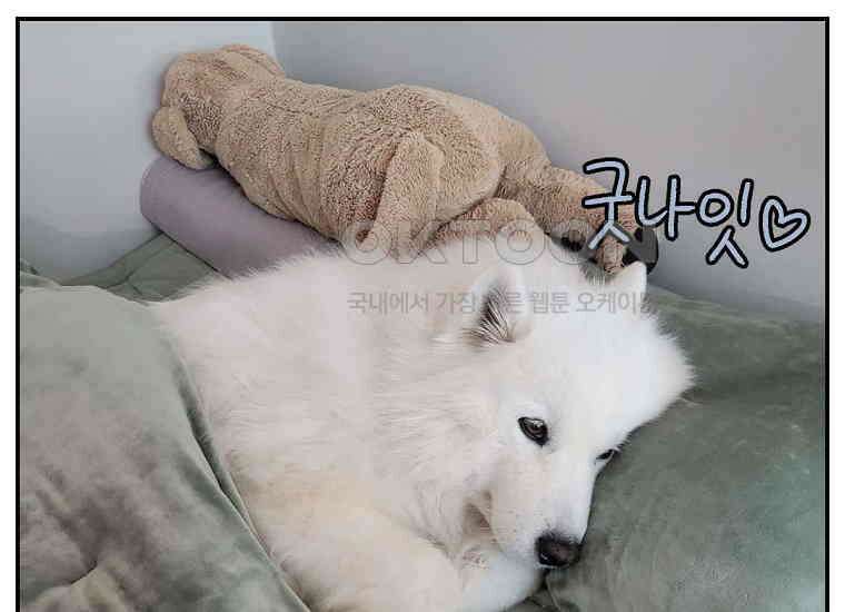 극한견주 시즌2 10화 나이트 루틴 47