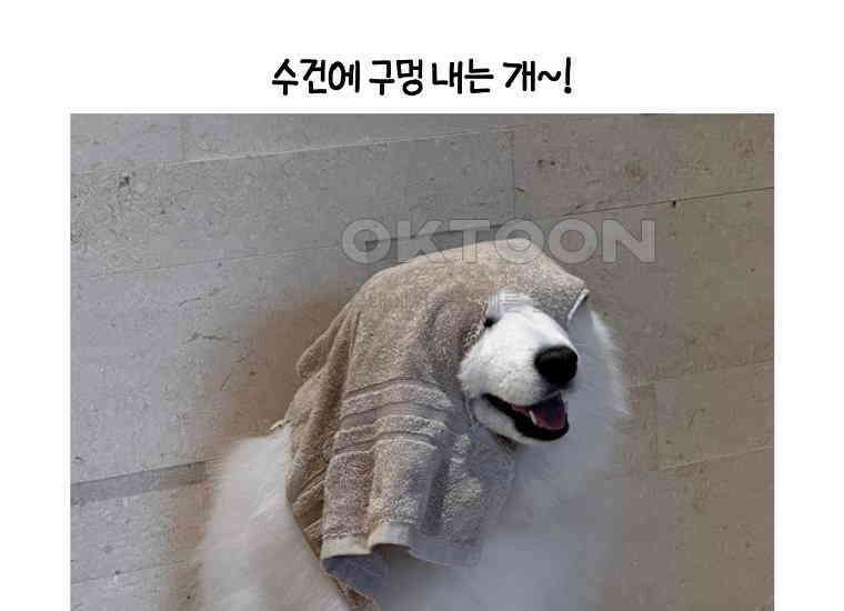 극한견주 시즌2 36화 개와 고양이의 신체 언어 49