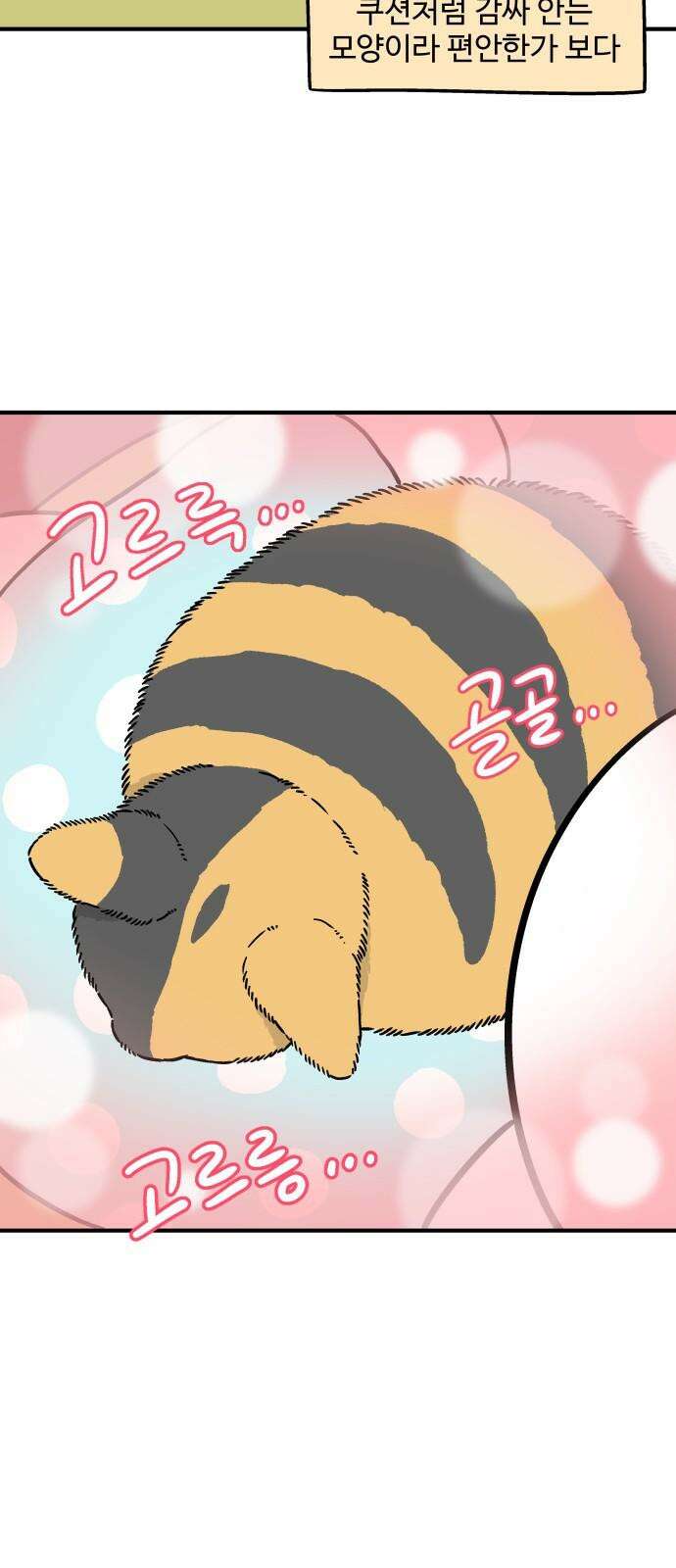 노곤하개 쇼츠 무릎냥이 7