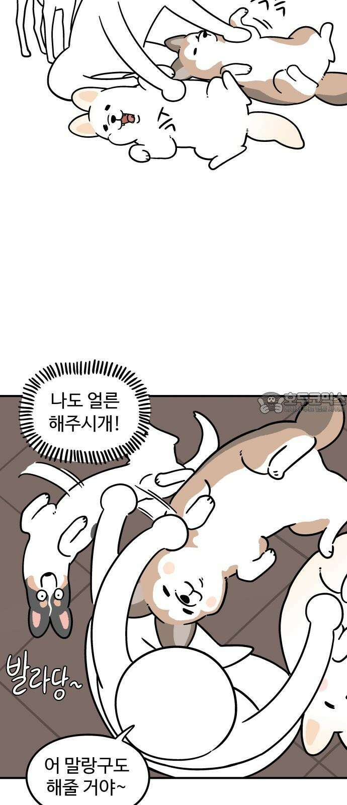 노곤하개 쇼츠 무릎냥이 9