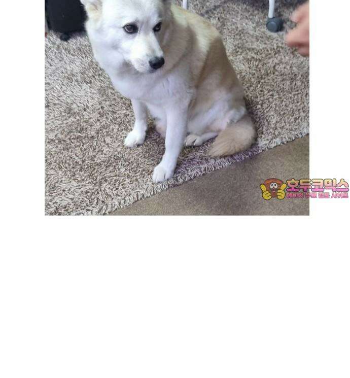 노곤하개 쇼츠 무릎냥이 17