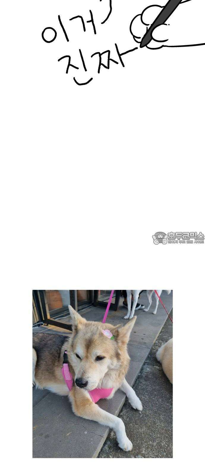 노곤하개 쇼츠 강아지와 다닐 때 6