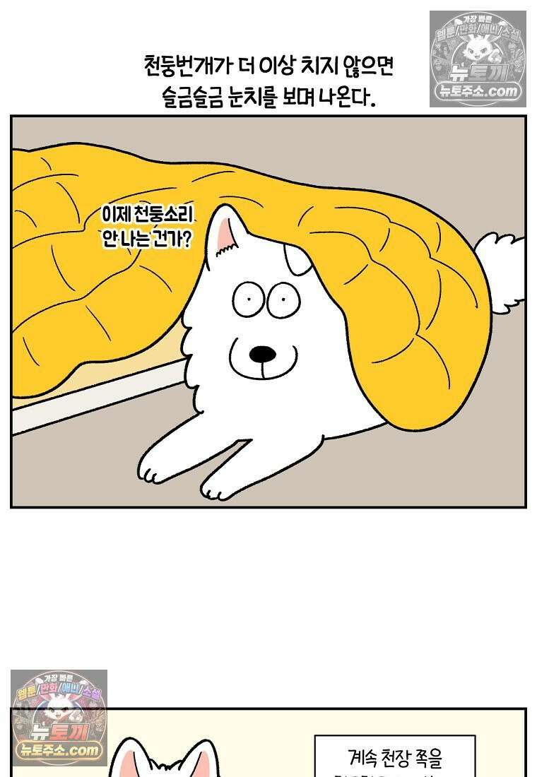 극한견주 시즌2 71화 천둥번개가 무서운 개 12