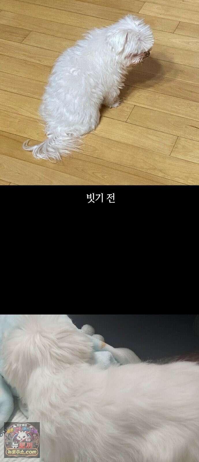 개집사 167화: 털 빗자! 19