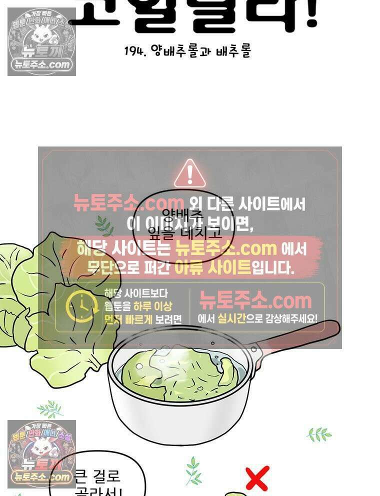 코알랄라 194화 양배추롤과 배추롤 4