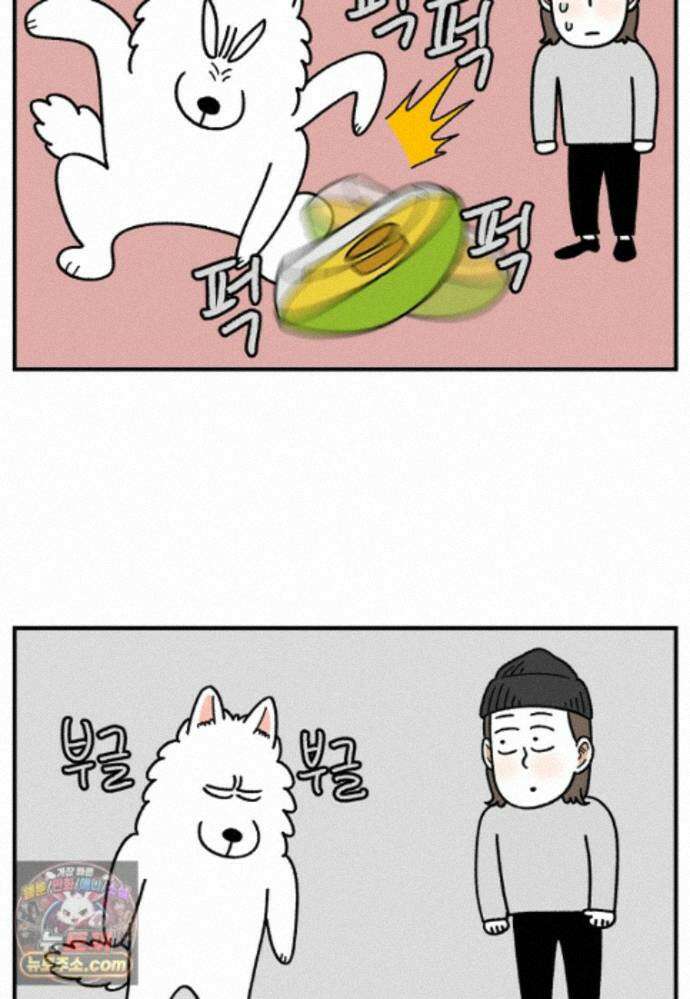 극한견주 시즌2 142화 장난감 박살 내기 3