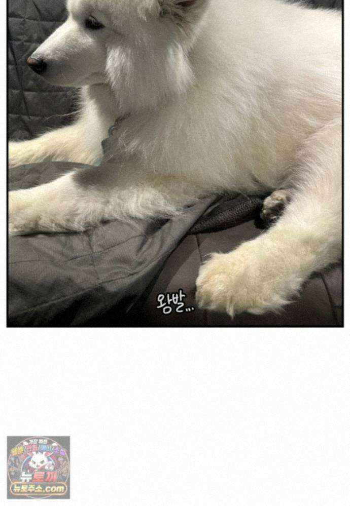 극한견주 시즌2 143화 응급실에 간 솜이 26