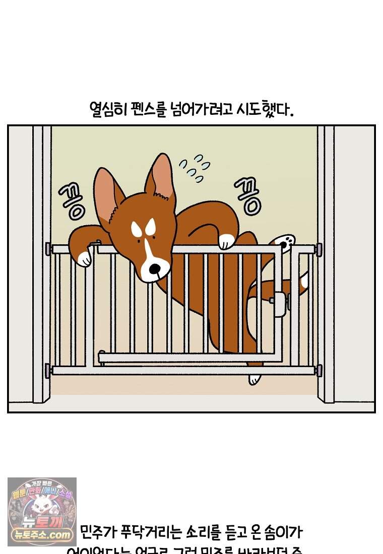 극한견주 시즌2 156화 바보 토네이도 5